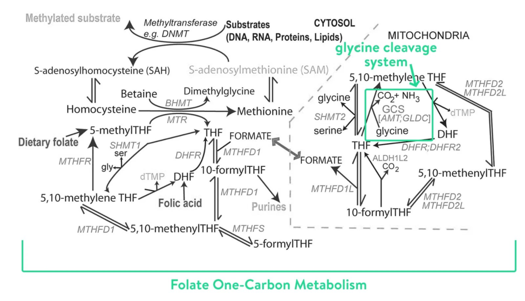 The Folate One-Carbon Metabolism system